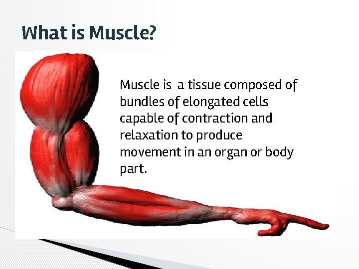 What is Muscle? Muscle is a tissue composed of bundles of elongated cells capable