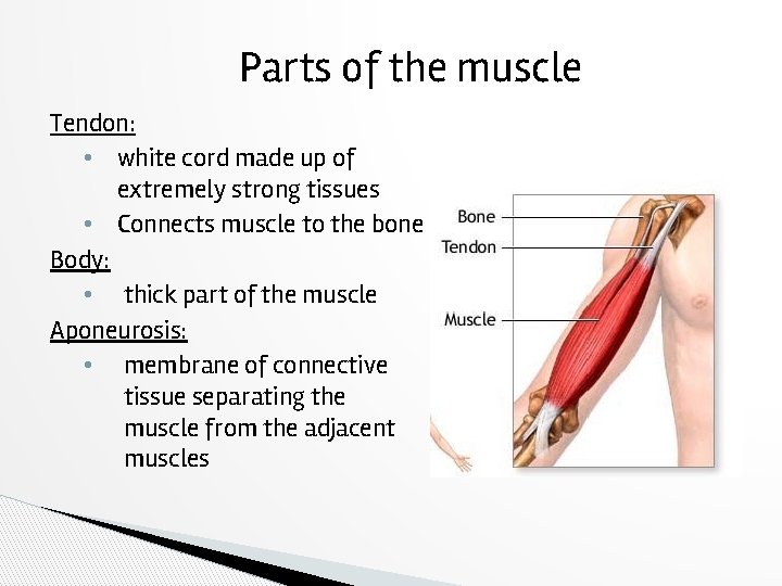 Parts of the muscle Tendon: • white cord made up of extremely strong tissues