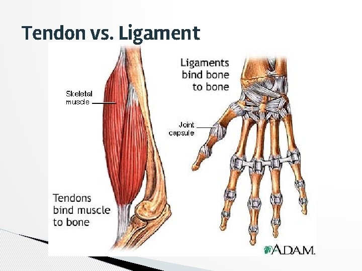 Tendon vs. Ligament 