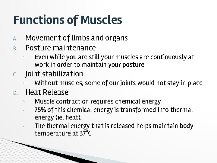 Functions of Muscles A. B. C. D. ◦ ◦ ◦ Movement of limbs and