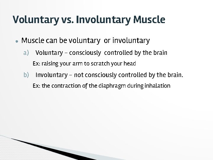 Voluntary vs. Involuntary Muscle ● Muscle can be voluntary or involuntary a) Voluntary -