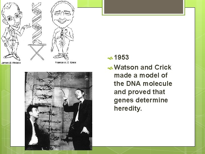 1953 Watson and Crick made a model of the DNA molecule and proved 1953 Watson and Crick made a model of the DNA molecule and proved
