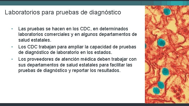 Laboratorios para pruebas de diagnóstico • • • Las pruebas se hacen en los