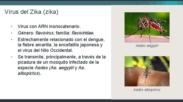 Virus del Zika (zika) • • Virus con ARN monocatenario. Género: flavivirus, familia: flaviviridae.