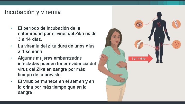 Incubación y viremia • • El período de incubación de la enfermedad por el