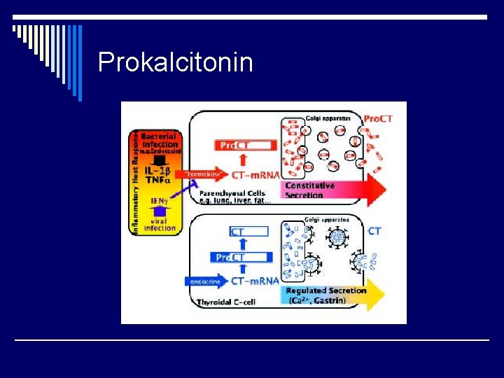 Prokalcitonin 