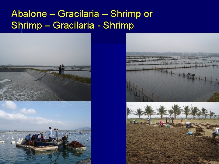 Abalone – Gracilaria – Shrimp or Shrimp – Gracilaria - Shrimp 