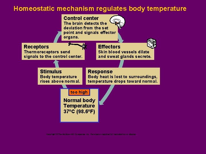 Homeostatic mechanism regulates body temperature Control center The brain detects the deviation from the