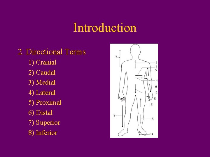 Introduction 2. Directional Terms 1) Cranial 2) Caudal 3) Medial 4) Lateral 5) Proximal