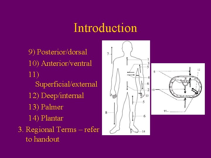 Introduction 9) Posterior/dorsal 10) Anterior/ventral 11) Superficial/external 12) Deep/internal 13) Palmer 14) Plantar 3.