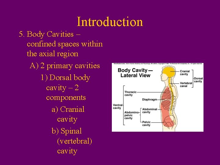Introduction 5. Body Cavities – confined spaces within the axial region A) 2 primary
