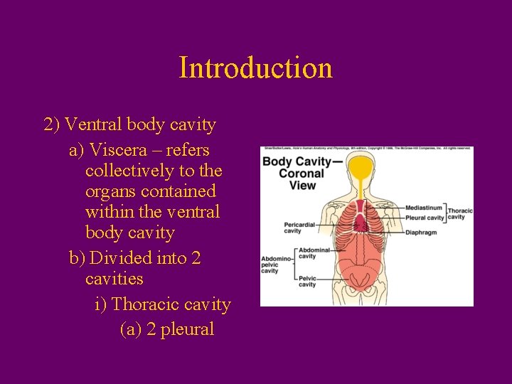 Introduction 2) Ventral body cavity a) Viscera – refers collectively to the organs contained