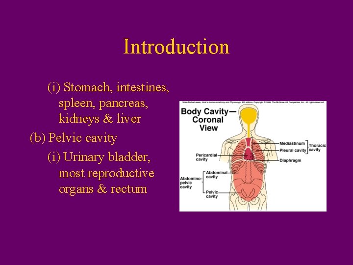 Introduction (i) Stomach, intestines, spleen, pancreas, kidneys & liver (b) Pelvic cavity (i) Urinary