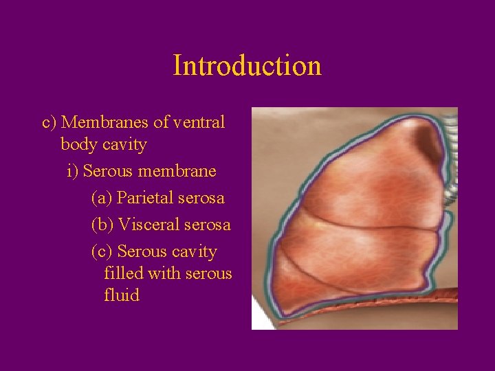 Introduction c) Membranes of ventral body cavity i) Serous membrane (a) Parietal serosa (b)