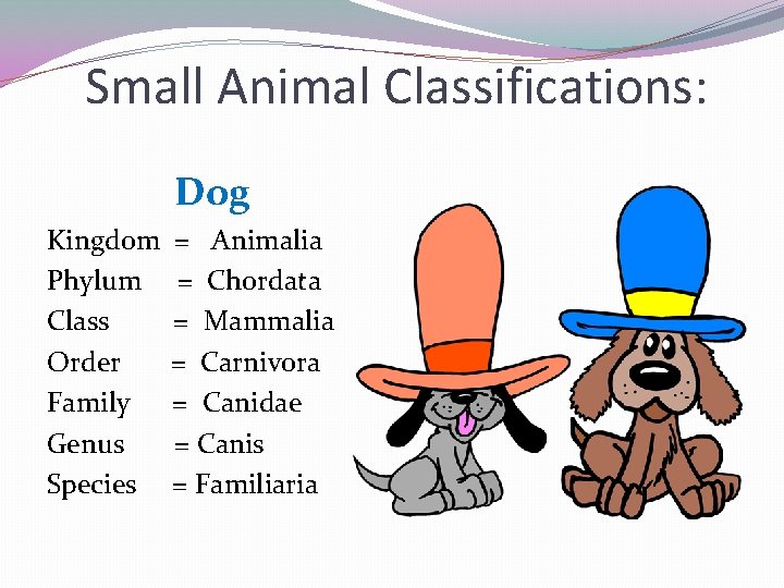 Small Animal Classifications: Dog Kingdom Phylum Class Order Family Genus Species = Animalia =