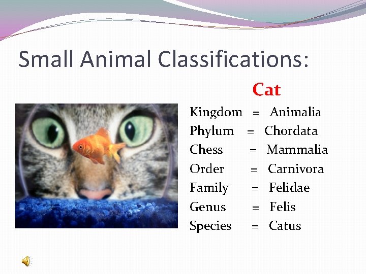 Small Animal Classifications: Cat Kingdom Phylum Chess Order Family Genus Species = = =