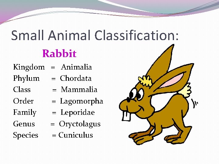 Small Animal Classification: Rabbit Kingdom Phylum Class Order Family Genus Species = Animalia =