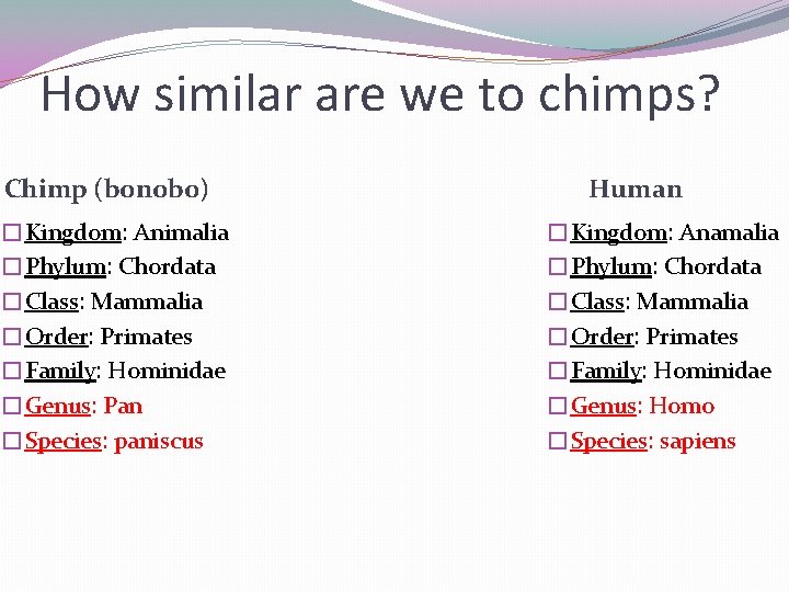 How similar are we to chimps? Chimp (bonobo) �Kingdom: Animalia �Phylum: Chordata �Class: Mammalia