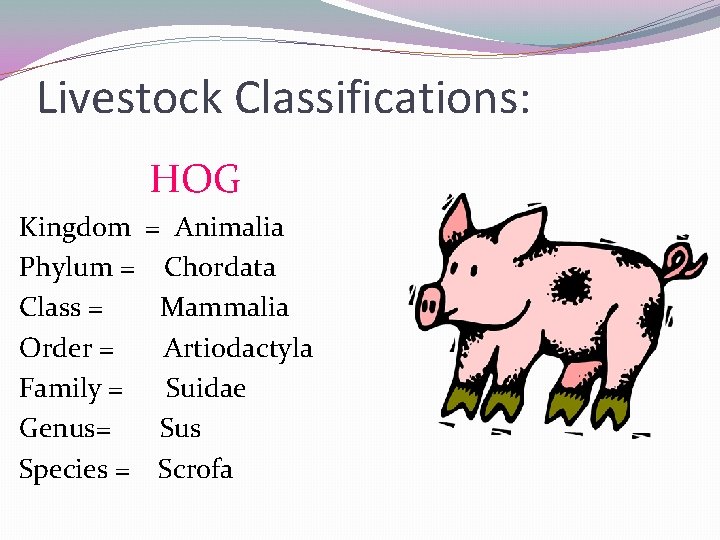 Livestock Classifications: HOG Kingdom Phylum = Class = Order = Family = Genus= Species