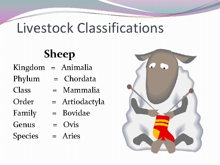 Livestock Classifications Sheep Kingdom Phylum Class Order Family Genus Species = = = =