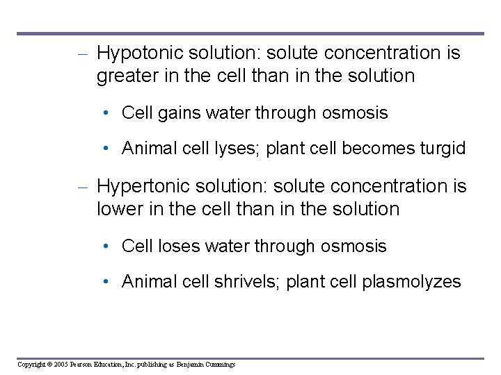 – Hypotonic solution: solute concentration is greater in the cell than in the solution