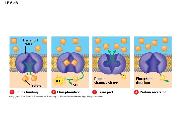 LE 5 -18 Transport protein ATP Solute binding P ADP Phosphorylation Protein changes shape