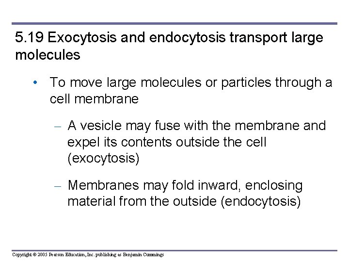 5. 19 Exocytosis and endocytosis transport large molecules • To move large molecules or