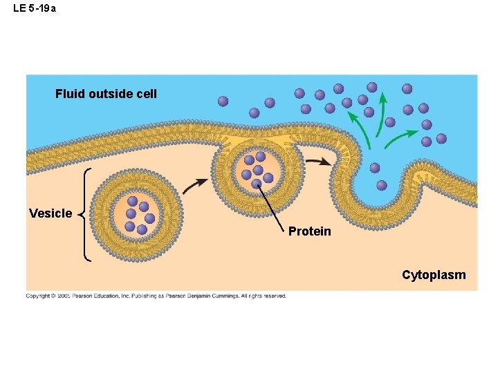 LE 5 -19 a Fluid outside cell Vesicle Protein Cytoplasm 