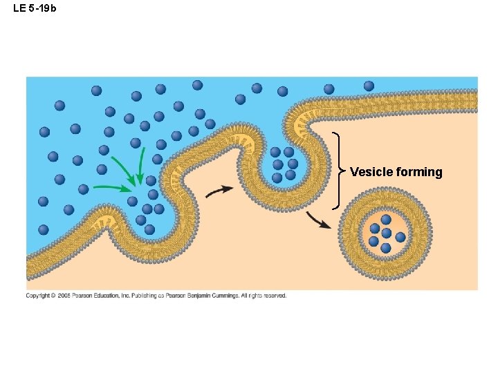 LE 5 -19 b Vesicle forming 