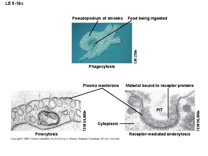 LE 5 -19 c Food being ingested LM 230 Pseudopodium of amoeba Phagocytosis Pinocytosis