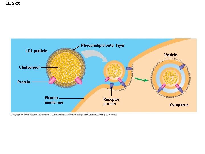 LE 5 -20 Phospholipid outer layer LDL particle Vesicle Cholesterol Protein Plasma membrane Receptor