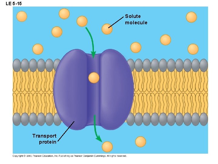 LE 5 -15 Solute molecule Transport protein 