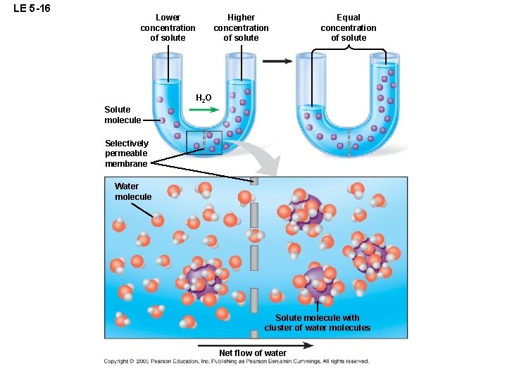 LE 5 -16 Lower concentration of solute Higher concentration of solute Equal concentration of