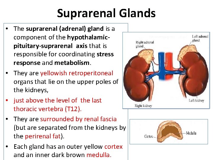 Anatomy of the adrenal gland - southbda