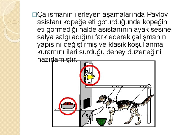 �Çalışmanın ilerleyen aşamalarında Pavlov asistanı köpeğe eti götürdüğünde köpeğin eti görmediği halde asistanının ayak �Çalışmanın ilerleyen aşamalarında Pavlov asistanı köpeğe eti götürdüğünde köpeğin eti görmediği halde asistanının ayak
