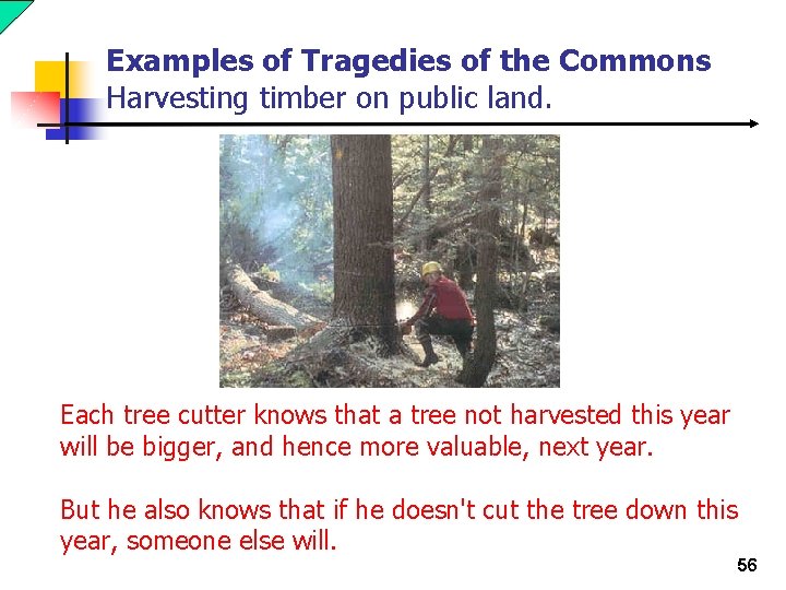 Examples of Tragedies of the Commons Harvesting timber on public land. Each tree cutter
