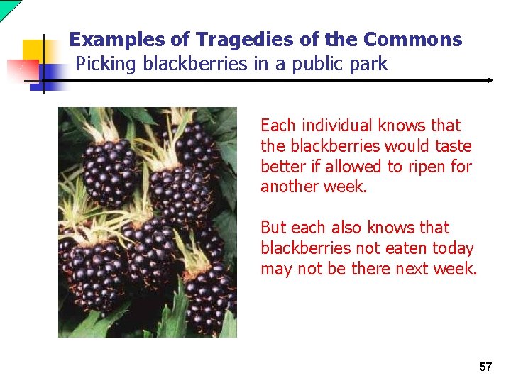 Examples of Tragedies of the Commons Picking blackberries in a public park Each individual