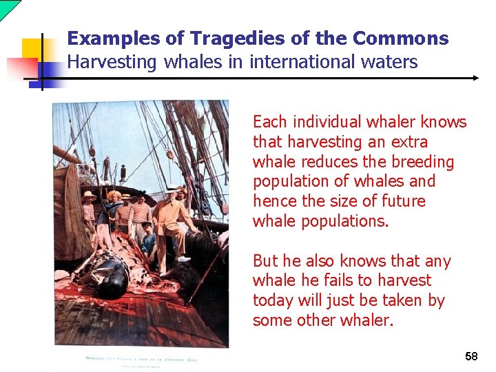 Examples of Tragedies of the Commons Harvesting whales in international waters Each individual whaler