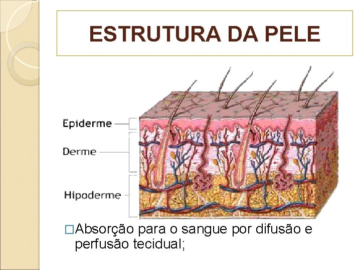 ESTRUTURA DA PELE �Absorção para o sangue por difusão e perfusão tecidual; 