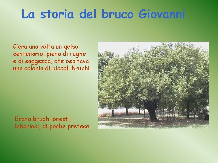 La storia del bruco Giovanni C’era una volta un gelso centenario, pieno di rughe