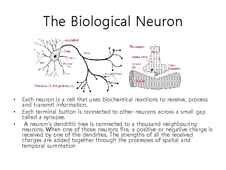 The Biological Neuron • • • Each neuron is a cell that uses biochemical