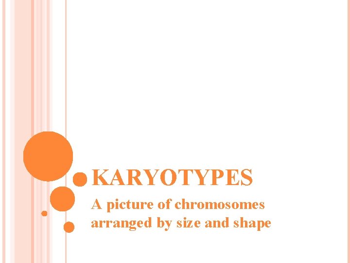 KARYOTYPES A picture of chromosomes arranged by size and shape 