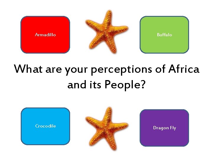 Armadillo Buffalo What are your perceptions of Africa and its People? Crocodile Dragon Fly Armadillo Buffalo What are your perceptions of Africa and its People? Crocodile Dragon Fly