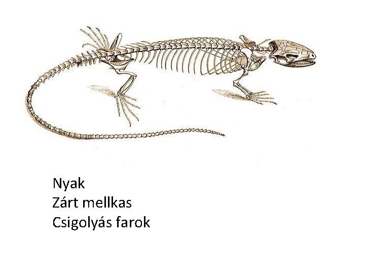 Nyak Zárt mellkas Csigolyás farok 