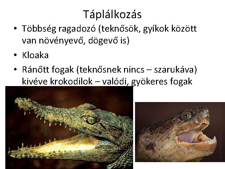 Táplálkozás • Többség ragadozó (teknősök, gyíkok között van növényevő, dögevő is) • Kloaka •