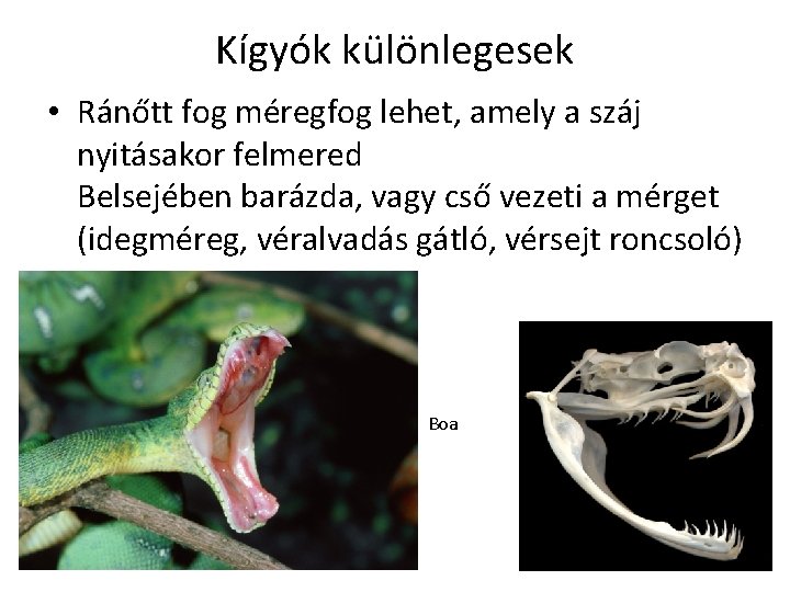 Kígyók különlegesek • Ránőtt fog méregfog lehet, amely a száj nyitásakor felmered Belsejében barázda,