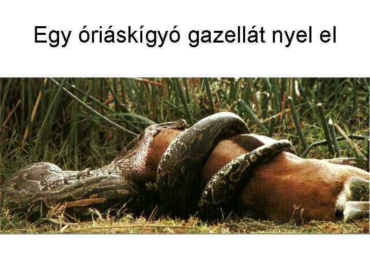 Egy óriáskígyó gazellát nyel el 