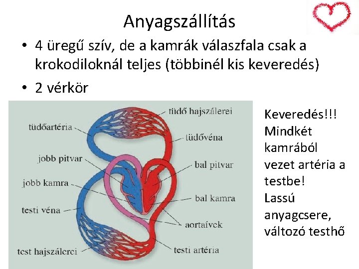 Anyagszállítás • 4 üregű szív, de a kamrák válaszfala csak a krokodiloknál teljes (többinél