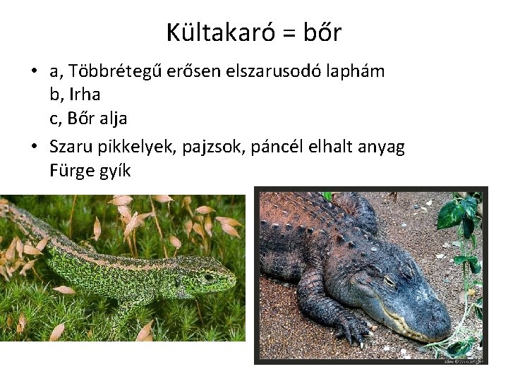 Kültakaró = bőr • a, Többrétegű erősen elszarusodó laphám b, Irha c, Bőr alja