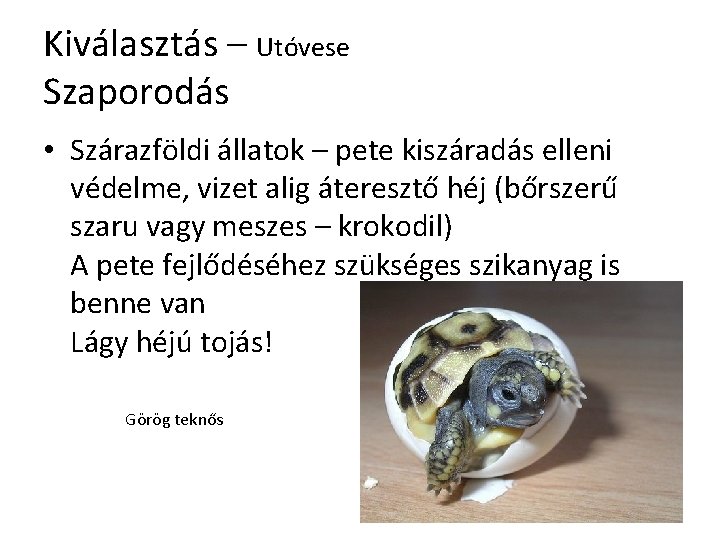 Kiválasztás – Utóvese Szaporodás • Szárazföldi állatok – pete kiszáradás elleni védelme, vizet alig